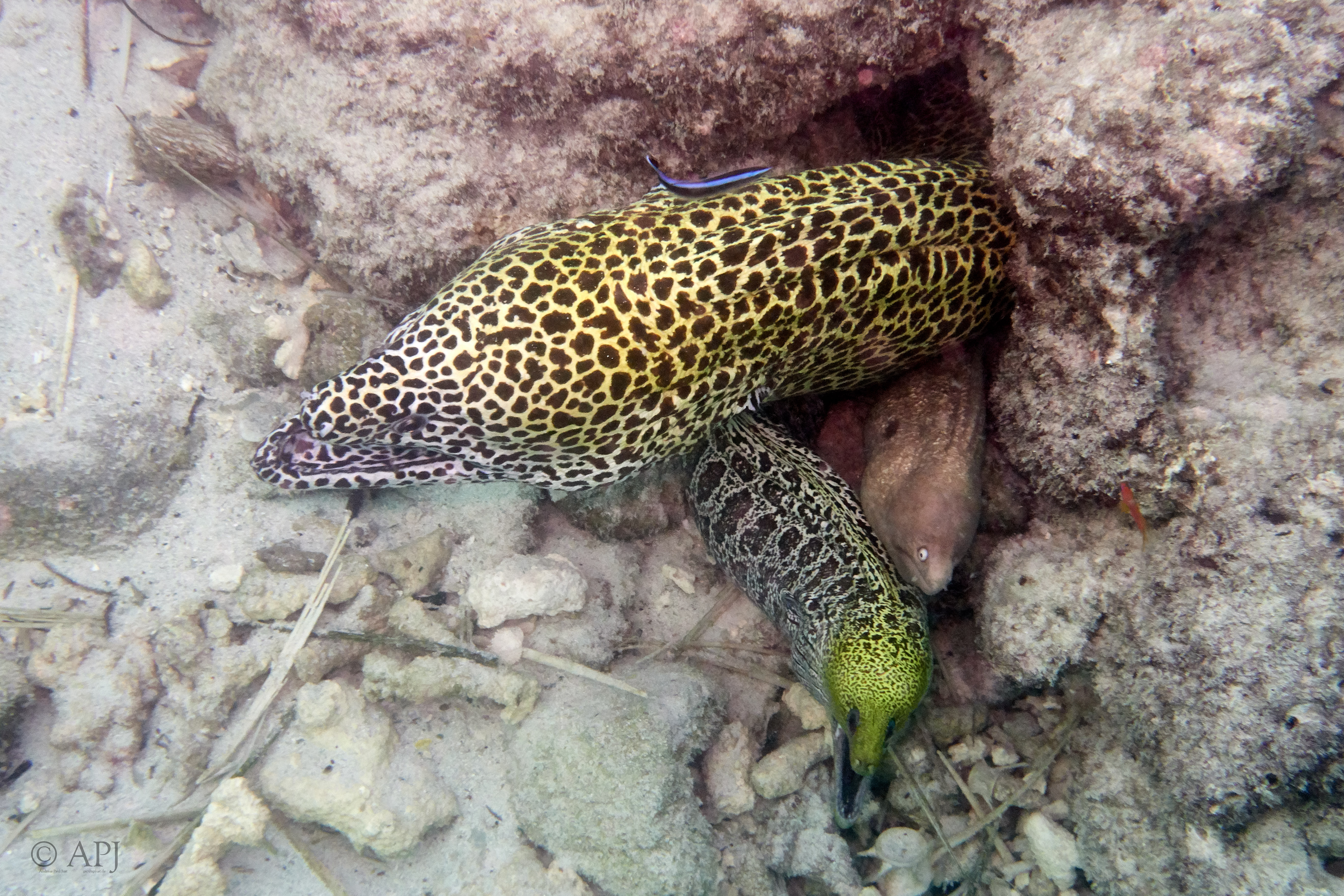 000066 13 08 17  Canon PowerShot G7 X Mark II   Malediven2017